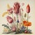 French Country 18" X 18" Florilegium - Original Botanical Floral Print, Unframed For Sale - Image 3 of 3