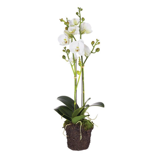 Phalaenopsis X 2 Drop-In 23" For Sale
