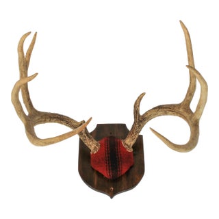 Vintage 8-Point Whitetail Deer Curved Antlers Taxidermy Mount For Sale