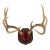 Vintage 8-Point Whitetail Deer Curved Antlers Taxidermy Mount For Sale