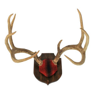 Vintage 8-Point Whitetail Deer Curved Antlers Taxidermy Mount