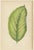 E.J. Lowe and W. Howard, Alocasia Metallica, Echites Nutans, 1891, Prints, Set of 6 For Sale - Image 3 of 8