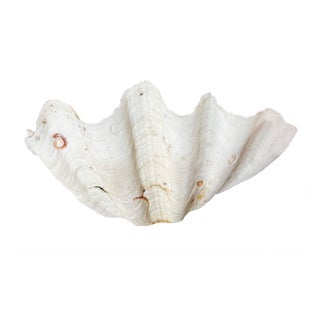Tridacna Giant Clam Shell Natural Large Vintage Decorative Piece 12.75" For Sale