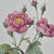 Pierre-Joseph Redouté, Roses, 1950s, Lithographs, Framed, Set of 2 For Sale - Image 16 of 18