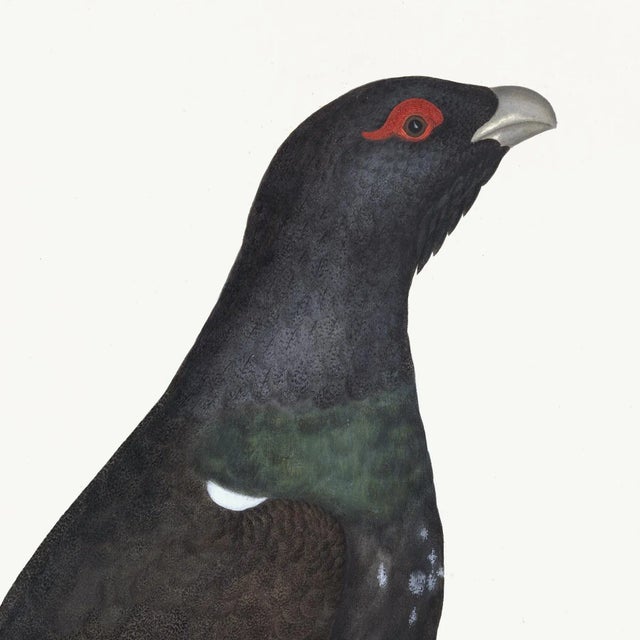 Giclee reproduction from the Watercolors of Olof Rudbeck by C.F.A Edition. This beautiful Capercaillie Cock of Rudbeck...