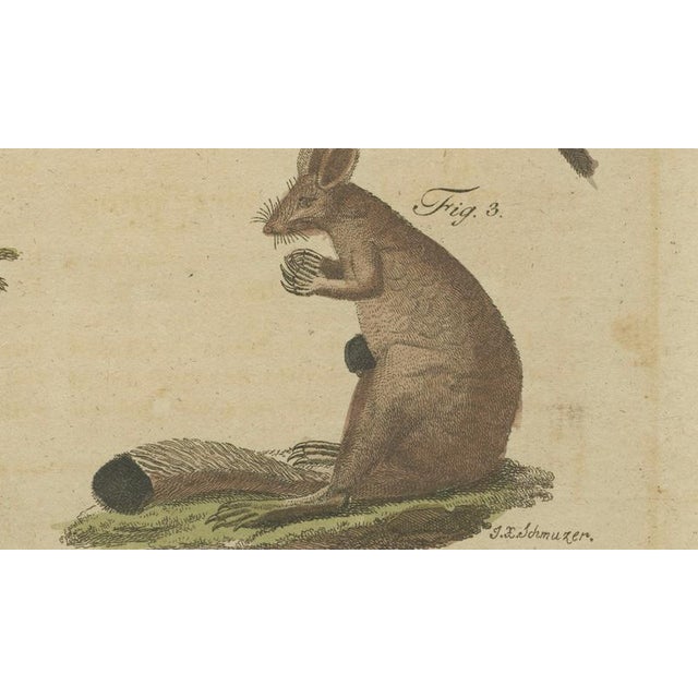 Early 19th Century Bertuch, Kangaroo, Wallaby & Hopping Mammals, 1795, Engraving For Sale - Image 5 of 10