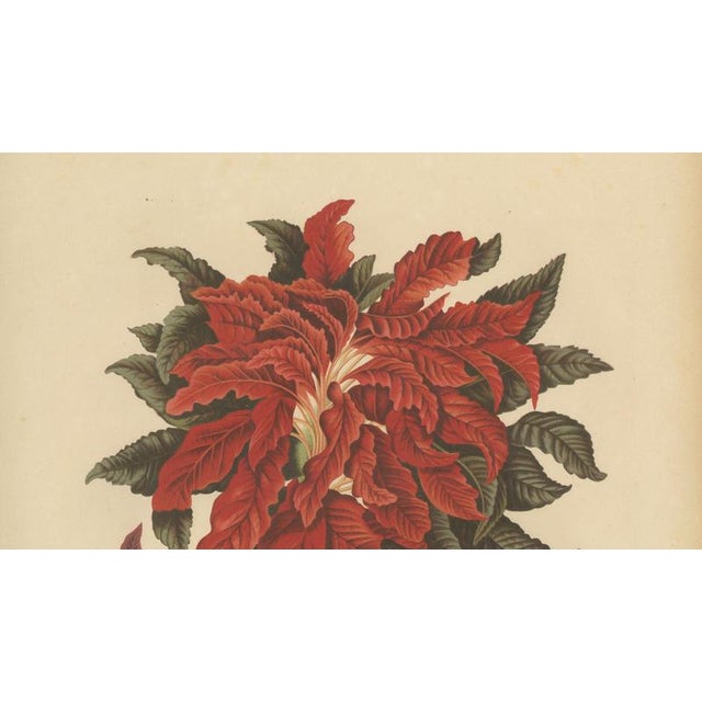 Berthe Hoola van Nooten, Joseph's Coat, 1880, Chromolithograph For Sale - Image 4 of 9