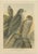 J. F. Naumann, Falcons, 1901, Chromolithographs, Set of 3 For Sale - Image 3 of 6