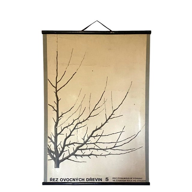Botanical Fruit Tree Pruning School Poster, Czechoslovakia 1960s For Sale - Image 4 of 11