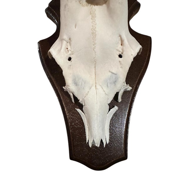 1990s Roe Deer Trophy 1 Black Forest Antlers Mount For Sale - Image 4 of 5