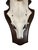 1990s Roe Deer Trophy 1 Black Forest Antlers Mount For Sale - Image 4 of 5
