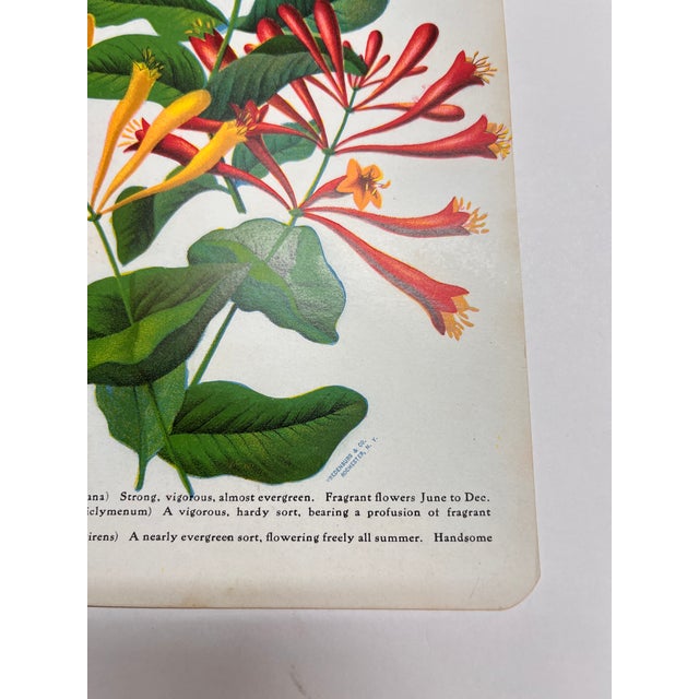Circa 1900, Rochester, NY, garden print of three finest Honeysuckles, Hall's Japan, Monthly Fragrant, and Scarlet Trumpet....