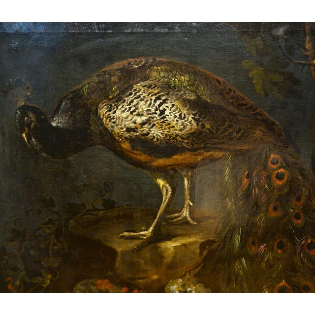 Baldassarre de Caro, Still Life with Peacock, 1700, Oil on Canvas For Sale - Image 4 of 13