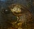 Baldassarre de Caro, Still Life with Peacock, 1700, Oil on Canvas For Sale - Image 4 of 13