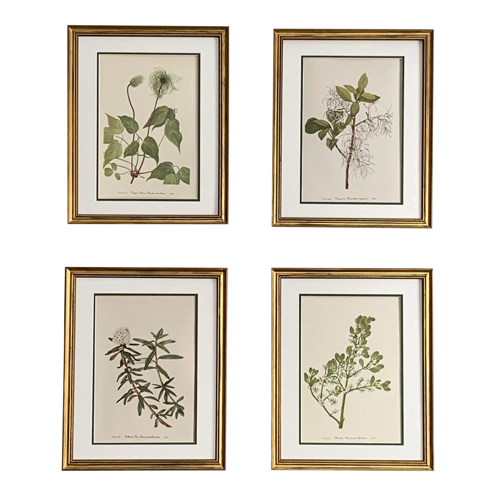 Vintage Botanical Prints -Set of 4- Authentic 1953 Wild Flowers Prints