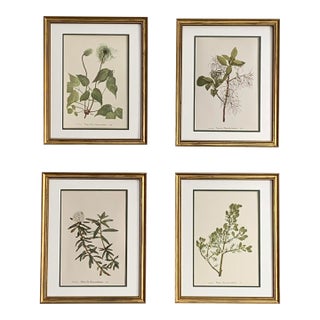 Vintage Botanical Prints -Set of 4- Authentic 1953 Wild Flowers Prints For Sale