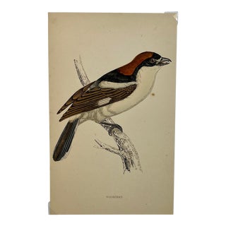 Antique Hand Tinted Bird Print From England Featuring a Brown & Black Woodchat Shrike - Circa 1880 For Sale