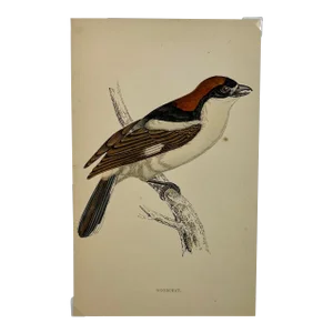 Antique Hand Tinted Bird Print From England Featuring a Brown & Black Woodchat Shrike - Circa 1880