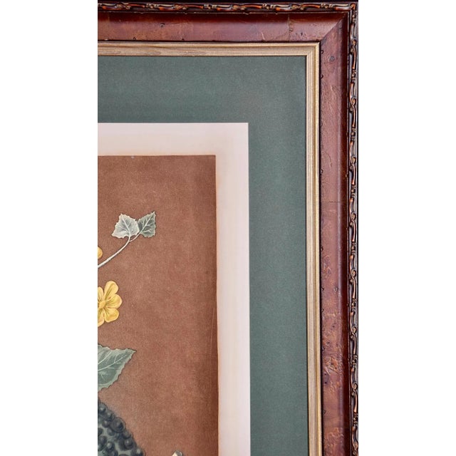 Brown Silver Rock Melon: A Framed 19th C. Color Engraving by George Brookshaw , 1812 For Sale - Image 8 of 8