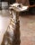 Vintage Italian Silvered Greyhound Dog Sculpture on Red Gilt Base For Sale In Dallas - Image 6 of 11