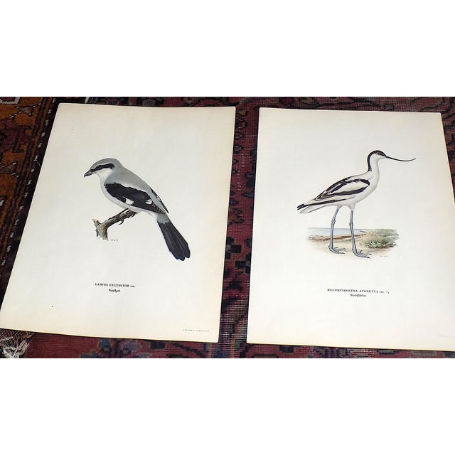 Antique 19th C. Large Folio Bird Lithographs - Set of 11 For Sale - Image 4 of 8