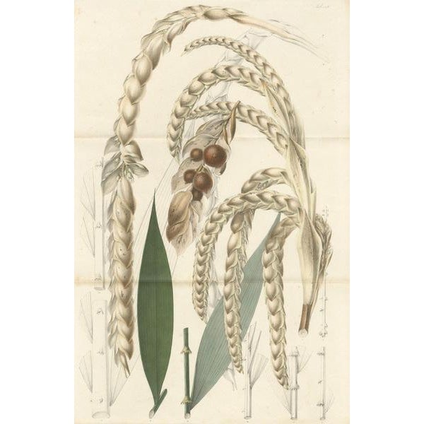 Botanical Illustration of the Victorious Plectocomia, 1860, Paper For Sale - Image 6 of 10