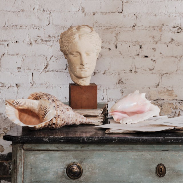 Mid-Century Modern 20th Century Large Seashells- Set of 3 For Sale - Image 3 of 3