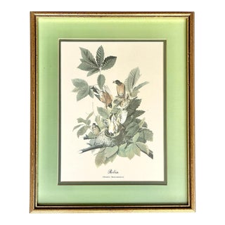 1930s Jj Audubon Birds “Robin” Vintage Collotype Print, Gold Gilt Wooded Frame For Sale