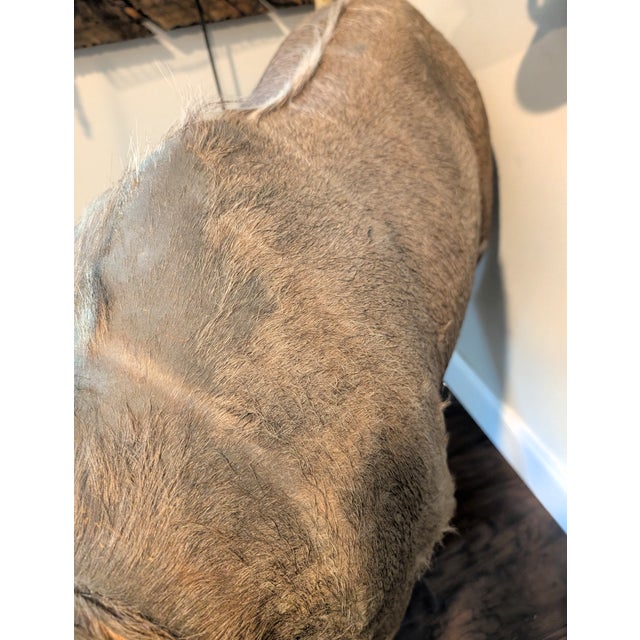 Full Body of a Greater Kudu/ African Antelope For Sale - Image 10 of 10