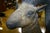 Antique Folk Art, Carved Life Size Mountain Goat - Ram For Sale - Image 9 of 15