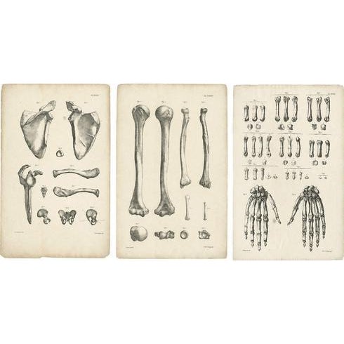 Cloquet, French Anatomical Osteology, 1821, Lithograph, Set of 3 For Sale - Image 9 of 9