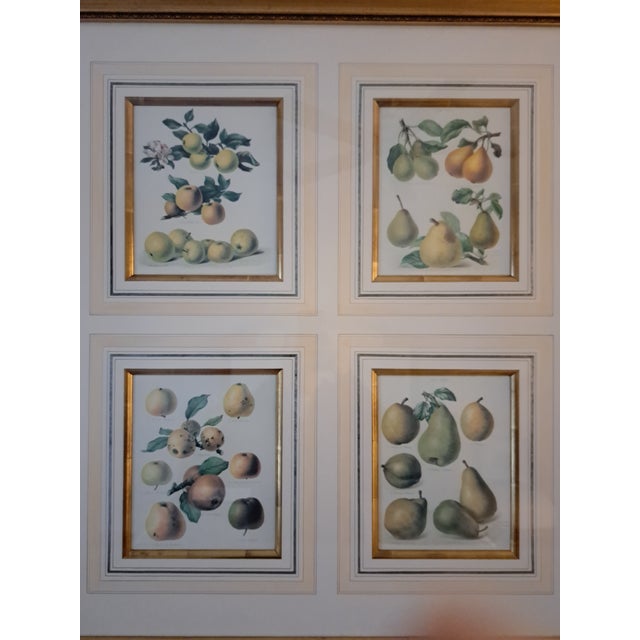 I just love these four prints mounted together and exquisitely framed in gold creating an imposing piece with large...