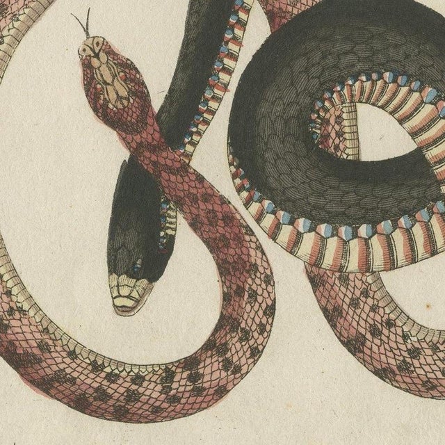 Beige Bertuch, Four Intertwined Snakes, 1805, Print For Sale - Image 8 of 12