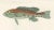 Parrot Hind and Diacope, 1846, Paper For Sale - Image 4 of 10
