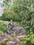 Bicycle, dog, countryside, forest, summer,green georgij moroz (dneprodzerzinsk, ucraina, 1937 - st. Petersburg, 2015)...
