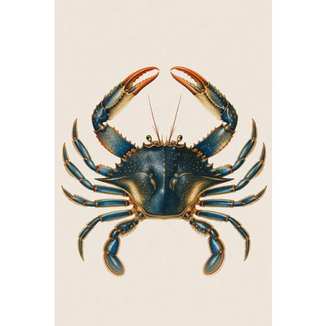 Blue Crab Illustration, Coastal Marine Wall Art Print, 24″ × 36″ For Sale