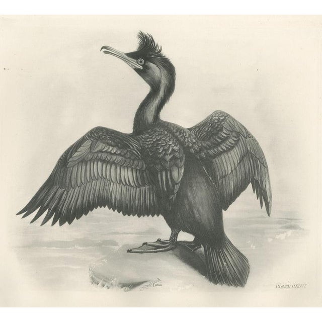 After Lilian Medland, Shag, 1909, Print For Sale - Image 9 of 9