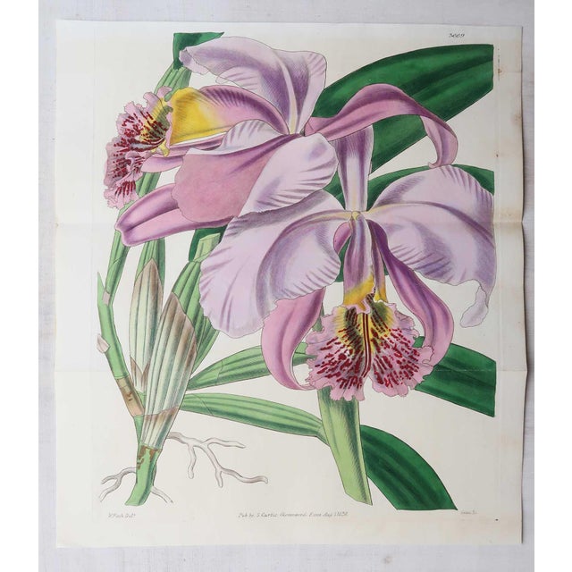 Wonderful set of 8 botanical prints Lithographs after drawings by William Fitch Original hand color Published by S.Curtis....