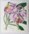 Wonderful set of 8 botanical prints Lithographs after drawings by William Fitch Original hand color Published by S.Curtis....