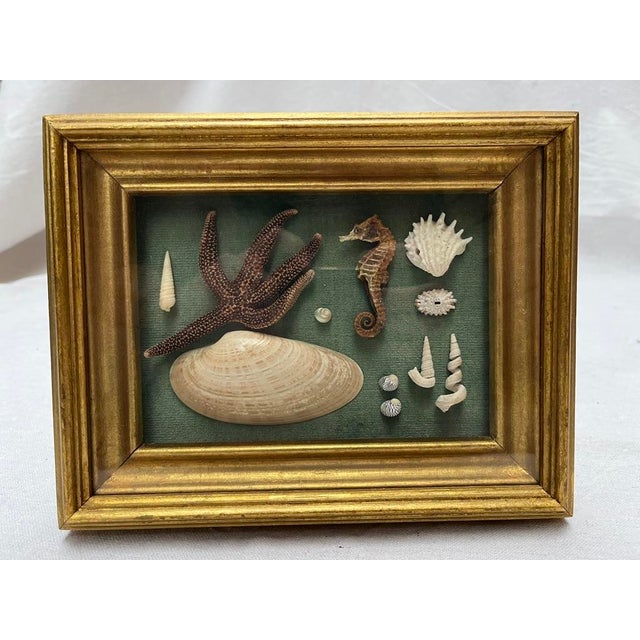 A single antique shadowbox framed curiosities from the ocean featuring a glass and gold wood frame and aqua velvet...