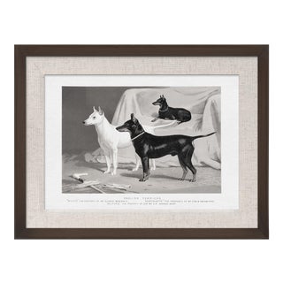 Cassell Dogs; English Terriers, Framed Artwork For Sale