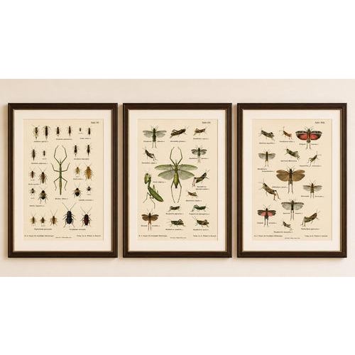 Mantis, stick insects & grasshoppers – antique prints, set of 3, 1908 : a striking set of three original color lithographs...