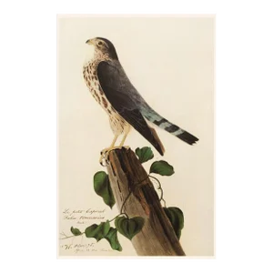 1966 Vintage Farmhouse Cottage Print "Pigeon Hawk" After John James Audubon