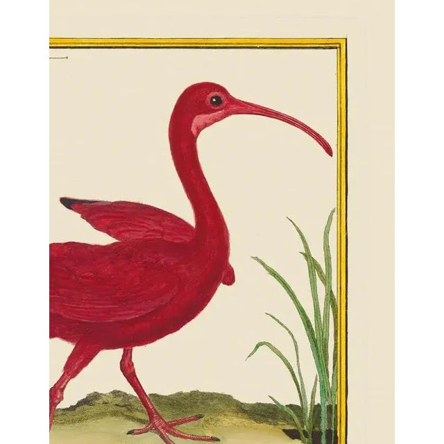 Here we have a red curlew. The print has the birds name in French at the bottom if you would like to do further study. The...