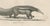 Schinz, Armadillo, Pangolin & Anteater, Lithographs, 1830, Set of 2 For Sale - Image 6 of 9