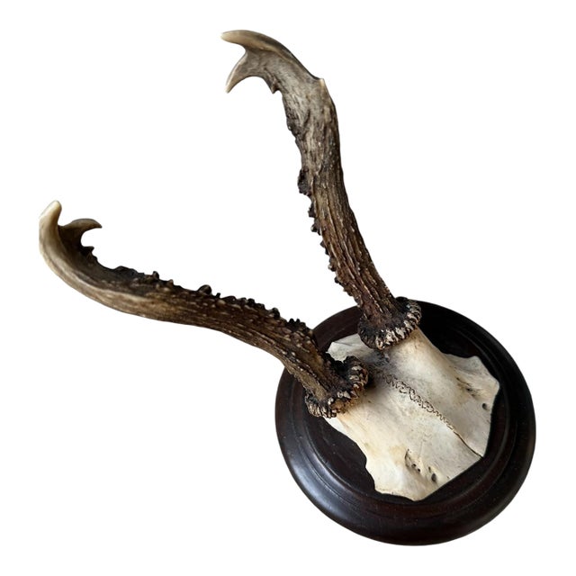 Roe Deer Trophy 125 Black Forest Antlers For Sale