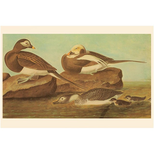 1966 Long-Tailed Ducks After John J. Audubon, XL Cottage Print For Sale - Image 9 of 9
