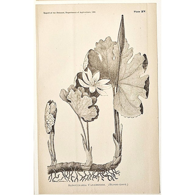 Late 19th Century 1884 Set of 4 Antique Natural History Botanical Lithographs For Sale - Image 5 of 5