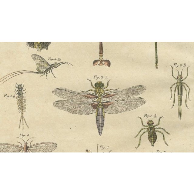 Bertuch, Dragonfly, Cicada & Exotic Insect, 1815, Engravings For Sale - Image 6 of 9