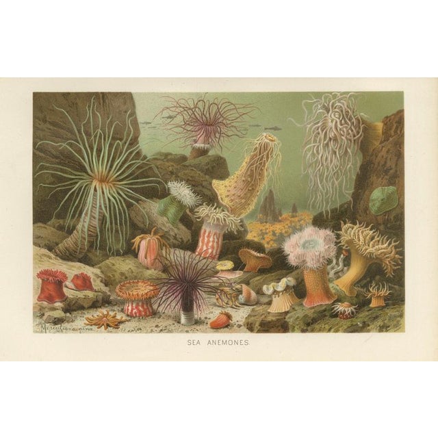 Richard Lydekker, Sea Anemones Colorful Marine Invertebrates, 1896, Color Process Print For Sale - Image 9 of 9